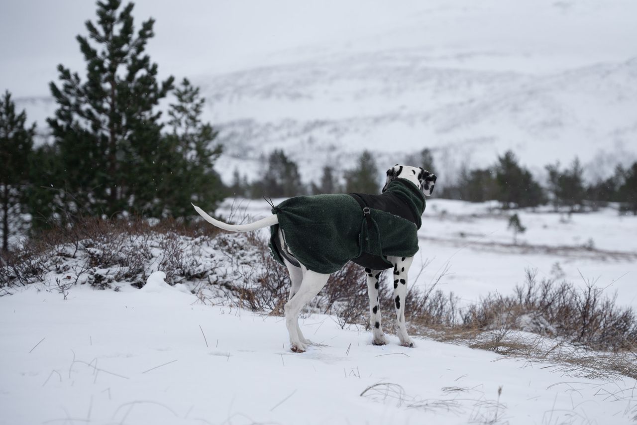 Wool Dog Jacket Dark Teal(Non - Stop Dogwear) - SnowPaw Store - Non - Stop Dogwear - Dog Coats